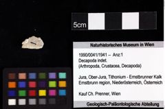 Foto (Objket + Etiketten) von Decapoda indet. 